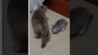 Top 10 dog barking videos compilation 2023 Dog barking sound - Funny dogs