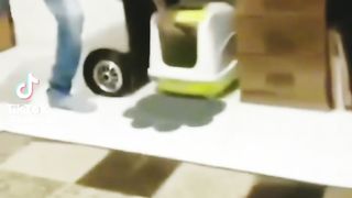 Funny cat