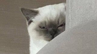 Funny Cats Memes Compilation Of 2023