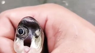 Peixe fanho kkkk