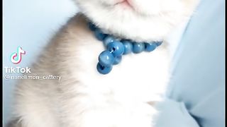 Котенок