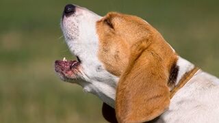 Dogs Imitating The Owners Compilation 2023