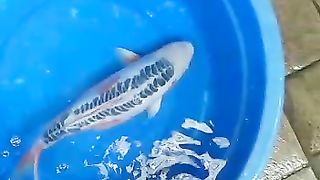 Koi fish shusui