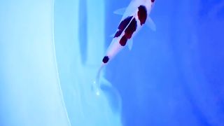 Koi fish ai goromo