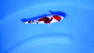 Sanke koi fish