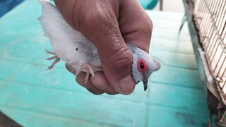 How TO Know Male & Female In Diamond Dove