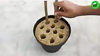 How to propagate lemon tree from cutting with tissue paper