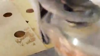 Black mumba video