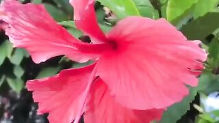 SURAH-Yasin Very Beautiful Voice With Urdu Translation & Recitation.