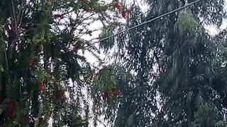 Beautiful pair of bards sond land and birds