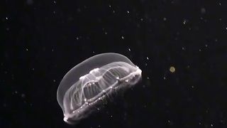 Moon jelly in night