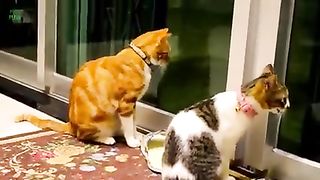 Cute cat 3