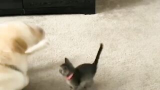 kitten having fun with dog ???? .
