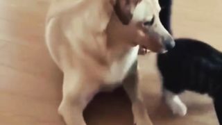 Funny Cat and Dog / Cat fight video #cat and #dog