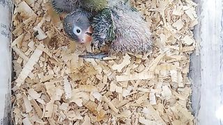 Lovebird chicks | Lovebird preening | Lovebird Farming | yasir vlogs