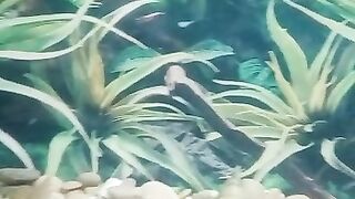 Fish ????????