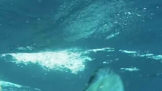 Amazing the flying fishing in ocean