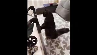 Funny animals |????Oohhh Cute Pets????Secret Laugh Best of 2023  Episode 3