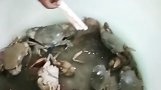 Crabs