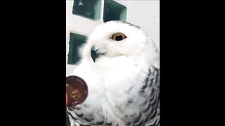 Funny animals |????Oohhh Cute Pets????Secret Laugh Best of 2023  Episode 4