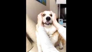 Funny animals |????Oohhh Cute Pets????Secret Laugh Best of 2023  Episode 5