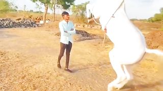 Horse Trainer