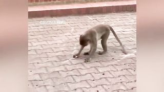Try to not laugh
