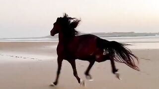 Horse Fast Runing