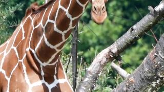 Interesting facts about giraffes