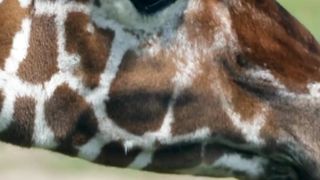 Interesting facts about giraffes