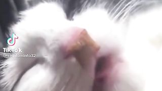 Funny cats/funny animals