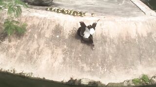 Mama_Duck_Teaching_Ducklings_How_to_Swim____Heartsome_%F0%9F%92%96(1080p)