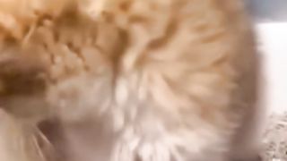 Cute and Funny Cat Video  2023