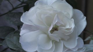 white rose
