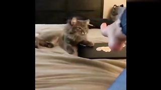 Funny Cats Funny dogs Funny Animal???? #Cats