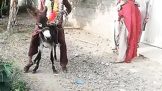 Dulha on dunky