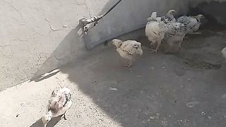 Beautiful Hens
