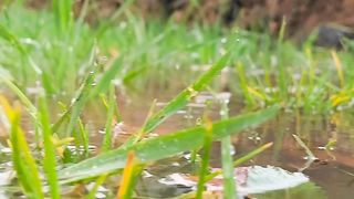 Rain and nature beauty and sounds
