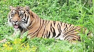 Lion Vedio