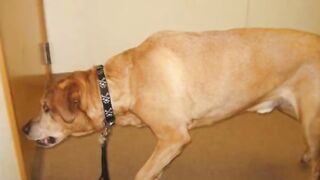 DOG AT THE DOCTOR II comedy stories in English with pictures II joke in English