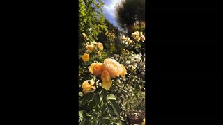 beautiful flowers..