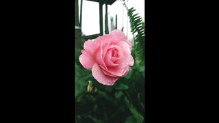 best seen flower in rain .. short video.