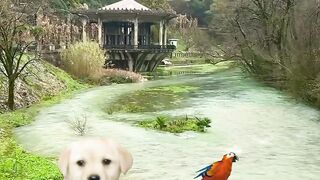 A beautiful scene of natural water between hills| dog is barking on parrot