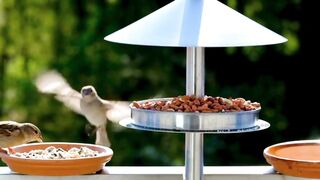 Feathery Friends | A Bird-Watching Experience