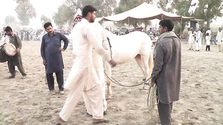 horse danceگھوڑا ڈانس