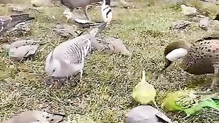 Birds feeding.