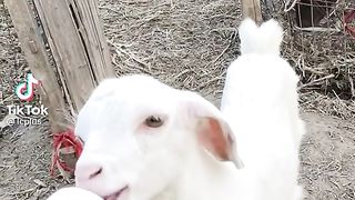 Goat baby.