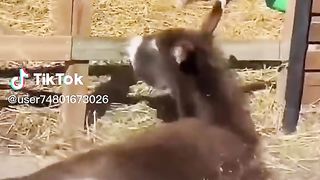 Naughty Donkeys