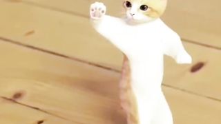 Cute Cat Dance