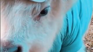 Smart goat baby.